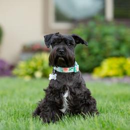 Miniature Schnauzer Puppies from Star Schnauzers
