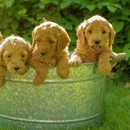 Goldendoodle Puppies from Abidoodles