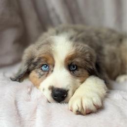 Hot Toddy - Blue merle male Australian Shepherd puppy in Wayne, West Virginia from Creek Side Aussies & Doodles