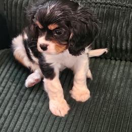 Basil - Tri-color male Cavalier King Charles Spaniel puppy in Butler, Pennsylvania from Brugere Cavaliers