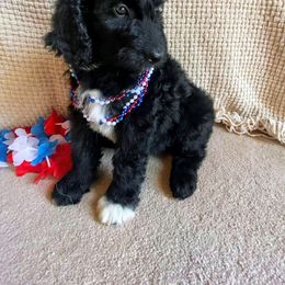 Aussiedoodle, Australian Shepherd, Bernedoodle, Cockapoo, and Poodle Puppies from Sis' Doodles & Poodles