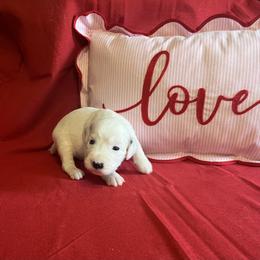 Cinnamon- Long Coat - White and black female Dalmatian puppy in Claremore, Oklahoma from Lotsofdots Dalmatians