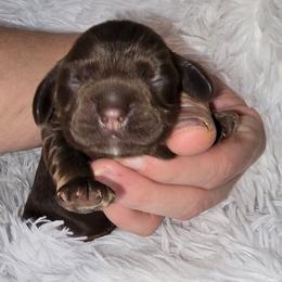 Nutmeg - Brown female Cocker Spaniel puppy in Florence, South Carolina from Reddick's American Cocker Spaniels