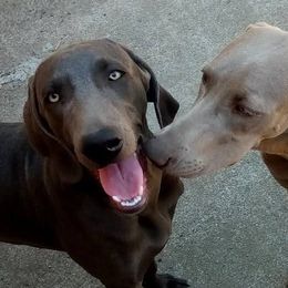 Rottweilers and Weimaraners from Burk House Kennel