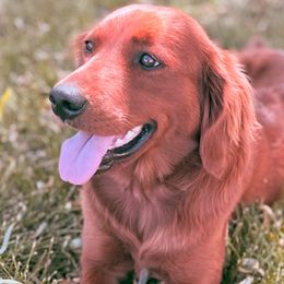 Aspen - Companion Cross
