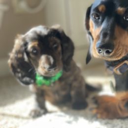 Dachshund Puppies from Meyerhaus (Weenie-Corn Ranch)