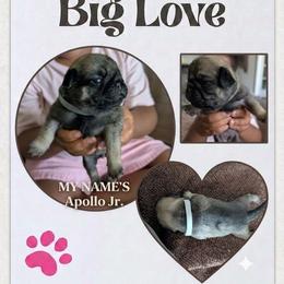 Apollo jr - Brindle male Pug puppy in Pensacola, Florida from Maritza's Pugs