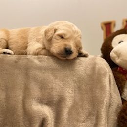 Goldendoodle Puppies from Knox Family Goldens & Doodles