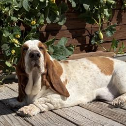 Fiona - Basset Hound