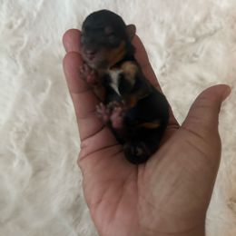 Charlie - Black and gold female Yorkshire Terrier puppy in Patterson, California from Luxe Yorkies of Central Valley
