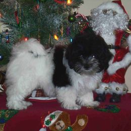 Havanese Puppies from Artwyrks Havanese