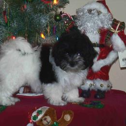 Havanese Puppies from Artwyrks Havanese