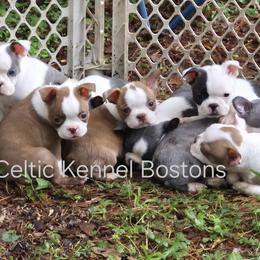 Boston Terrier Puppies from Celtic Kennel Bostons
