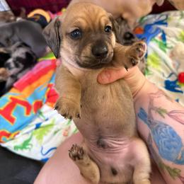 Shaded cream male - Cream male Dachshund puppy in Centralia, Washington from FairyTail Dachshunds