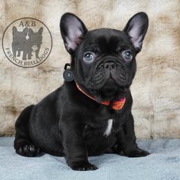 Coco - Black female French Bulldog puppy in Schaumburg, Illinois from A & B French Bulldogs