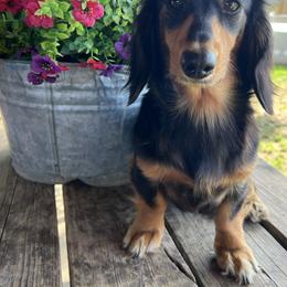 Lola - Dachshund