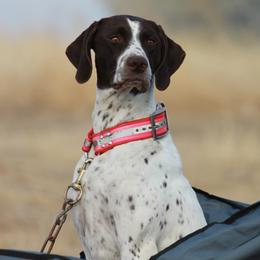 Athena - German Shorthaired Pointer