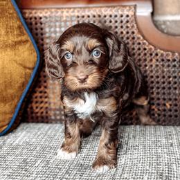 Hester - Chocolate female Australian Labradoodle puppy in Decatur, Alabama from Southern Meadows Doodles