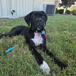 Jinx - Black female Cane Corso puppy in Little Elm, Texas from Zenith Cane Corso