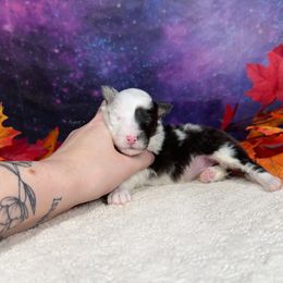 Washi - Blue merle white and tan female Shetland Sheepdog puppy in Elk, Washington from Asgard Shetland Sheepdogs