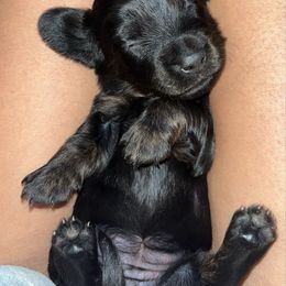 Zuri Ember - Black female Dachshund puppy in Wichita Falls, Texas from Texoma Doxies