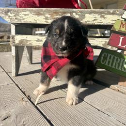 Frank - Black tri-color male Australian Shepherd puppy in Preston, Idaho from KC Bar Ranch Aussies