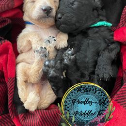 Green boy - Black Poodle puppy in Shelbyville, Tennessee from Rains Poodles Of Middle TN