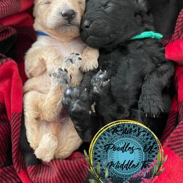 Green boy - Black Poodle puppy in Shelbyville, Tennessee from Rains Poodles Of Middle TN