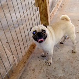 Pugs from Finch's Frenchies and Pugs