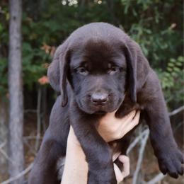Lindt - Chocolate female Labrador Retriever puppy in Texas from Belle Rose Labradors