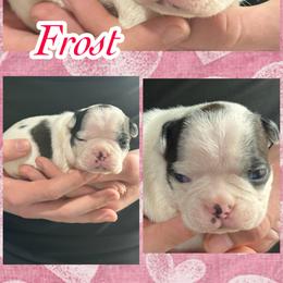 Frosty - Black and white male Boston Terrier puppy in Brazos Point, Texas from TX Southern Belle Bostons