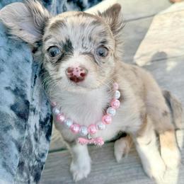 Chihuahua Puppies from Petite Pups LLC