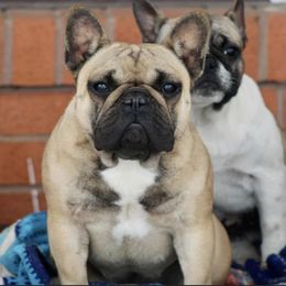 Fancy - French Bulldog