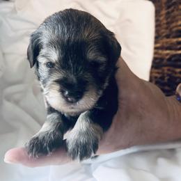 Girl 3 - Liver female Miniature Schnauzer puppy in Pensacola, Florida from Reservoir Dogs
