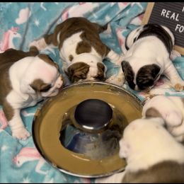 Bulldog Puppies from Sweet Rolls