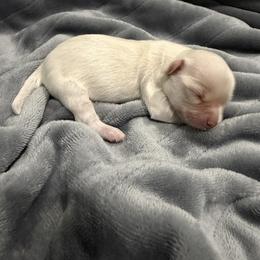 Romeo - White male Havanese puppy in Cadwell, Georgia from Hashtag Havenese