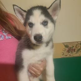 Pomeranian and Siberian Husky Puppies from Duran's huskies and pomeranians