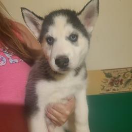 Pomeranian and Siberian Husky Puppies from Duran's huskies and pomeranians