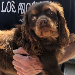 Cavalier King Charles Spaniels from Karen's Cavaliers