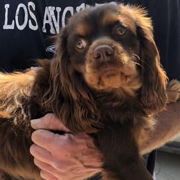 Cavalier King Charles Spaniels from Karen's Cavaliers