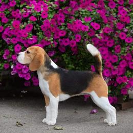 Beagles from Poltava Kennels