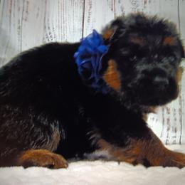 Purple - Black and red female German Shepherd puppy in Gustavus, Ohio from Cross Kreek Kennels