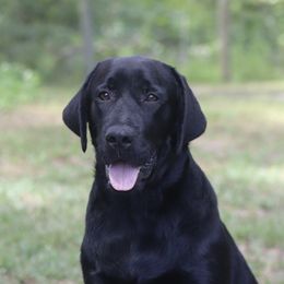 Zee - Black male Labrador Retriever puppy in Williston, Florida from Royal K Labradors