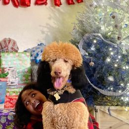 Poodles from Silks Poodles