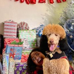 Poodles from Silks Poodles