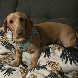 Lily - Dachshund