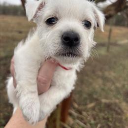 Red girl - White female West Highland White Terrier puppy in Cullman, Alabama from Twin Lake Westies