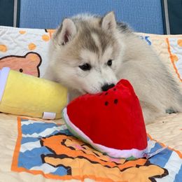 Siberian Husky Puppies from Canace Siberians