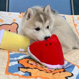 Siberian Husky Puppies from Canace Siberians