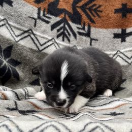 Albert - Black and tan male American Corgi puppy in Washington, Arkansas from Foxy Knoll Farm